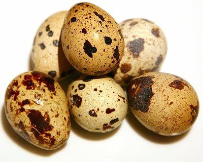 Польза и вред перепелиных яиц