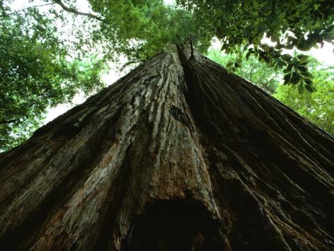 Самое высокое дерево в мире фото