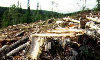 Обеспеченность России лесными ресурсами