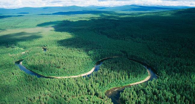 Использование лесных ресурсов России