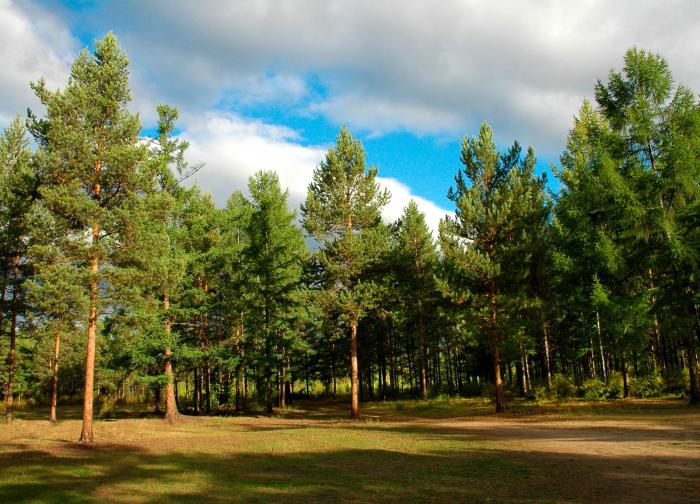 Лесные ресурсы России заготовка леса древесины в России