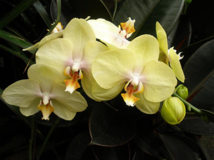 Желтая орхидея фаленопсис