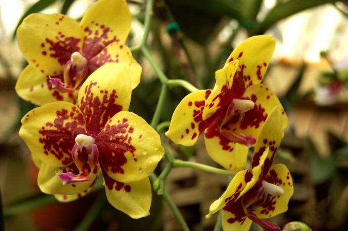 У орхидеи желтые корни