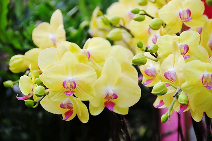 Желтая орхидея значение