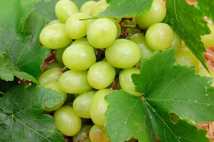 Хорошие сорта винограда
