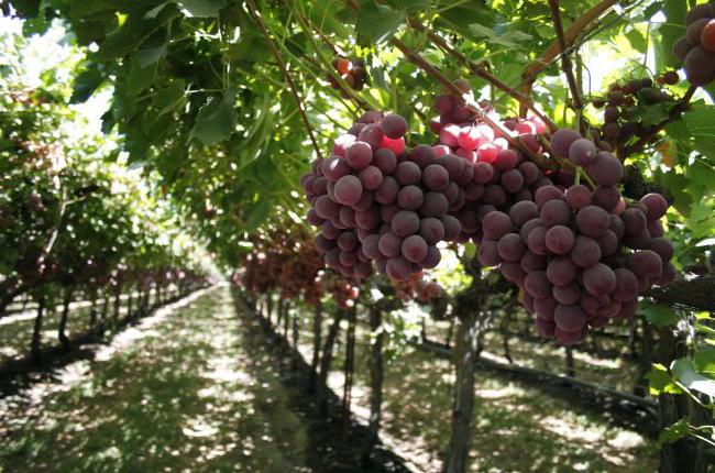 Лучшие сорта винограда для средней полосы