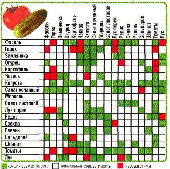 Таблица совместимости овощей