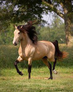 красивые кони 