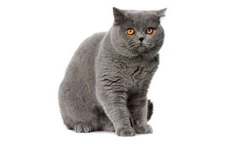 самые популярные породы кошек в россии