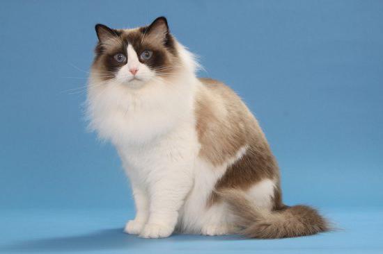 популярные породы кошек с фотографиями