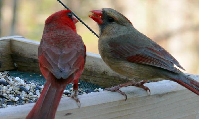 красный кардинал птица с ярким оперением