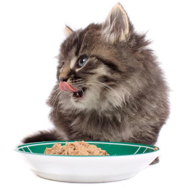 корм для кошек для чувствительного пищеварения