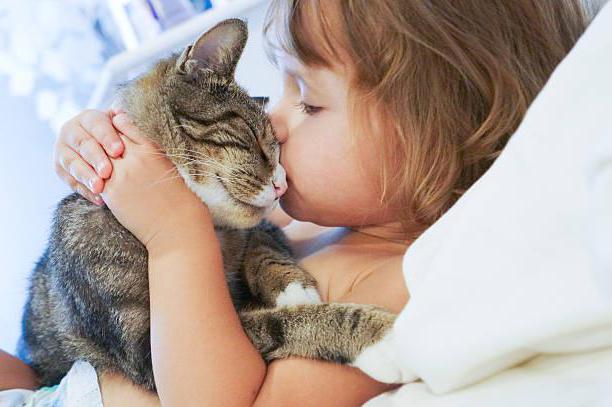 почему нельзя целовать кошек домашних