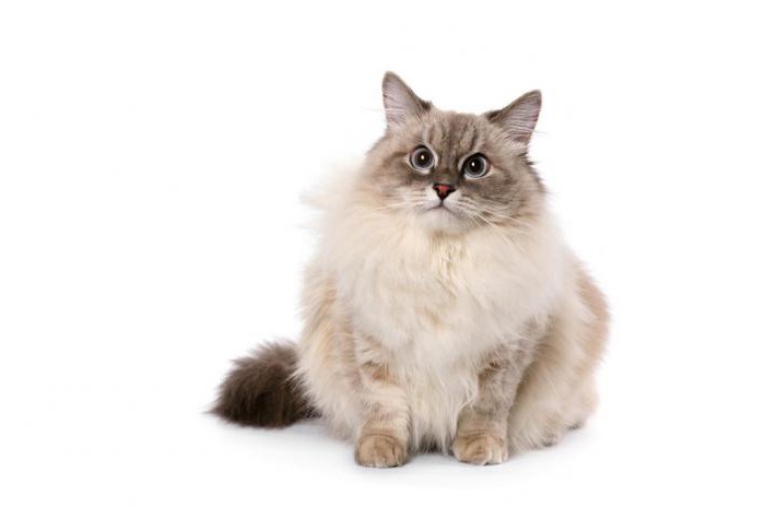 невская маскарадная кошка описание породы характер