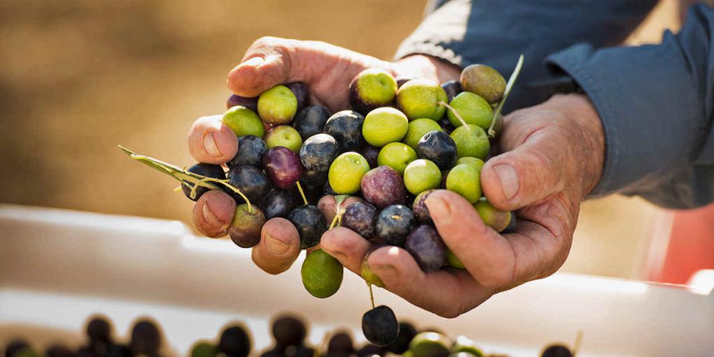 Помогает ли оливковое масло?