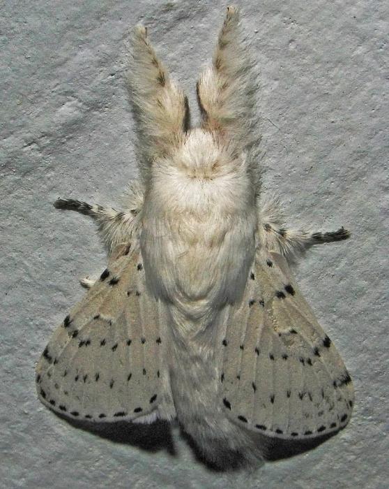 Венесуэльский пуделевый мотылек venezuelan poodle moth 