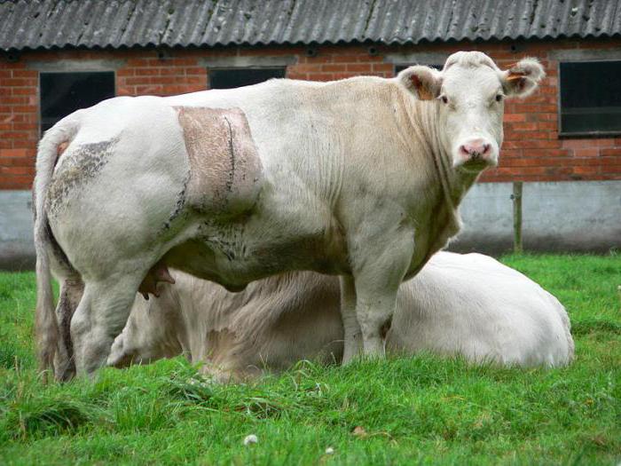 бельгийская голубая мясная порода коров [