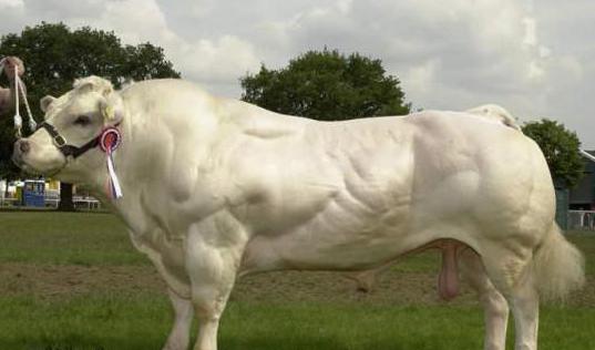 бельгийские голубые коровы 