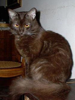 йоркская шоколадная кошка описание внешности 