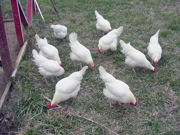 яйценосные породы кур 