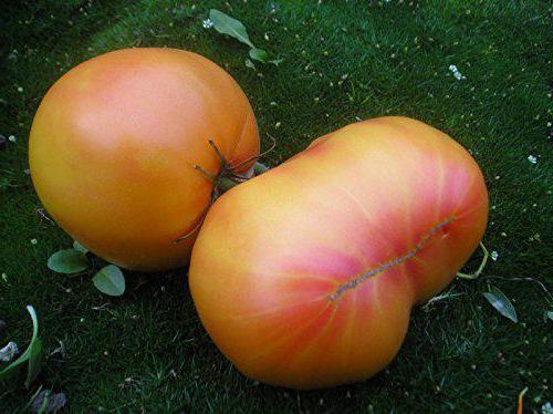 томат загадка природы характеристика 