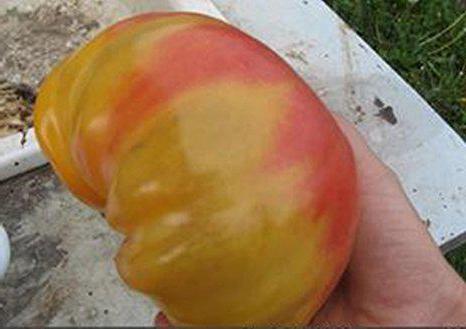 томат загадка природы отзывы фото 