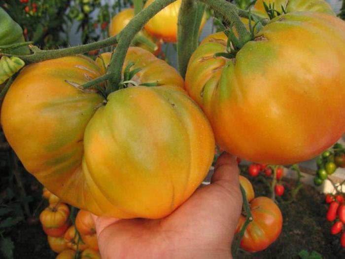 томат загадка природы описание сорта 