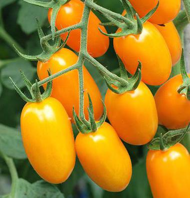 томаты буян описание 
