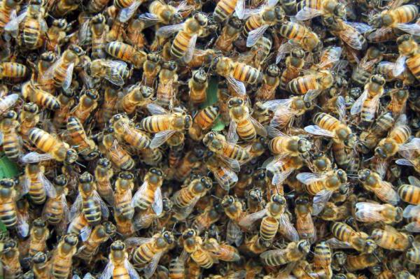 против роения пчел 