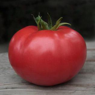 томаты кибо f1 отзывы агрономов 