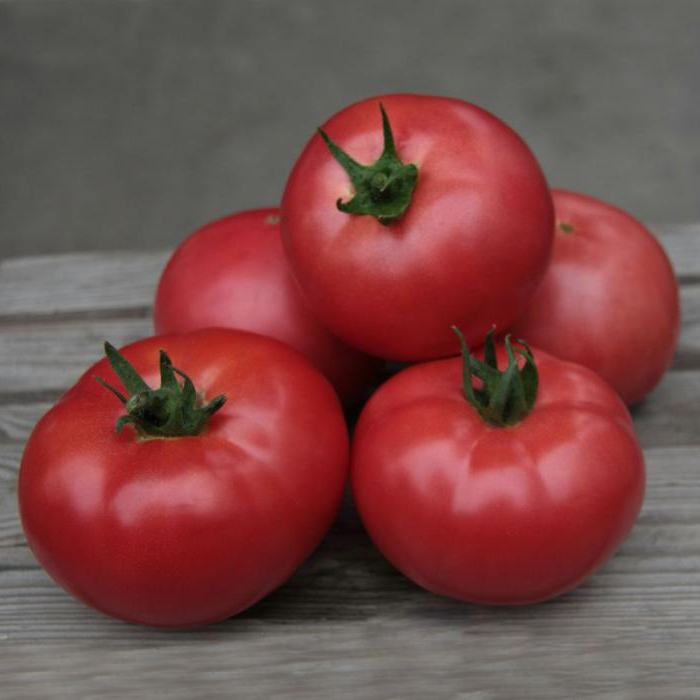 томат кибо f1 отзывы урожайность 