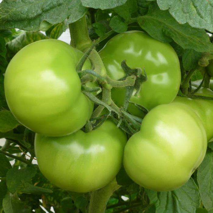 томаты кибо отзывы