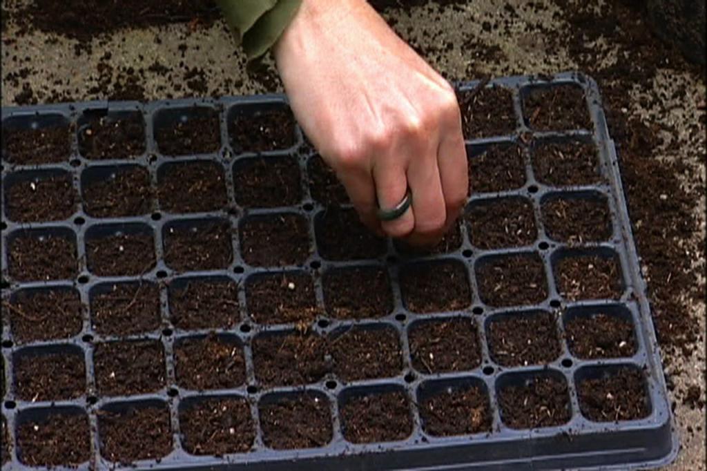 выращивание астры из семян в домашних условиях