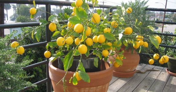 лимон выращивание на подоконнике