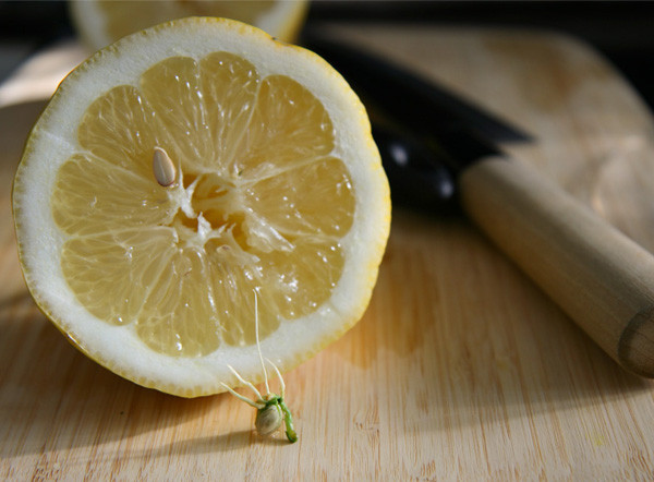 лимон условия выращивания и уход