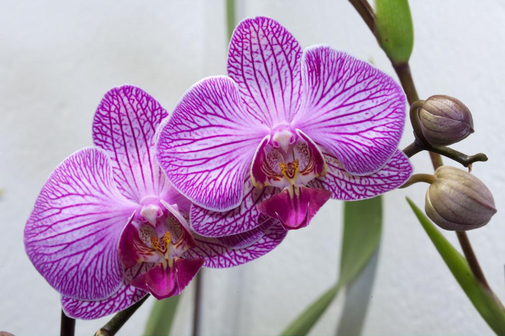 как размножаются орхидеи в домашних условиях