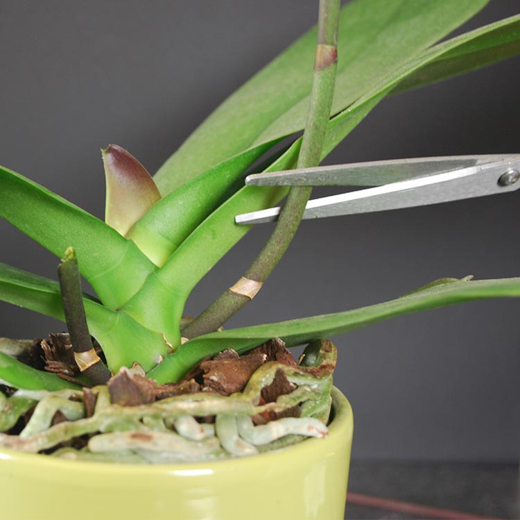 как размножается орхидея в домашних условиях фото