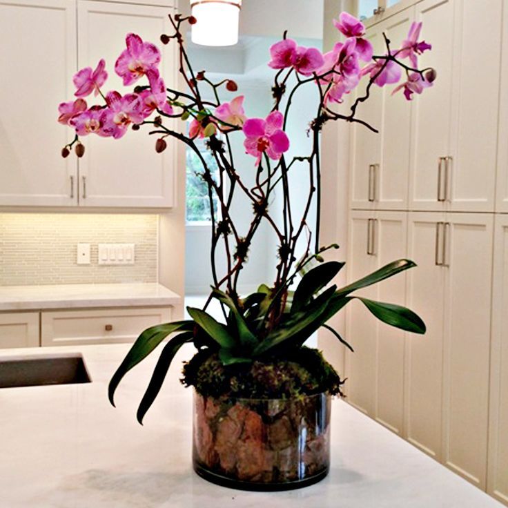 как размножается домашняя орхидея фаленопсис