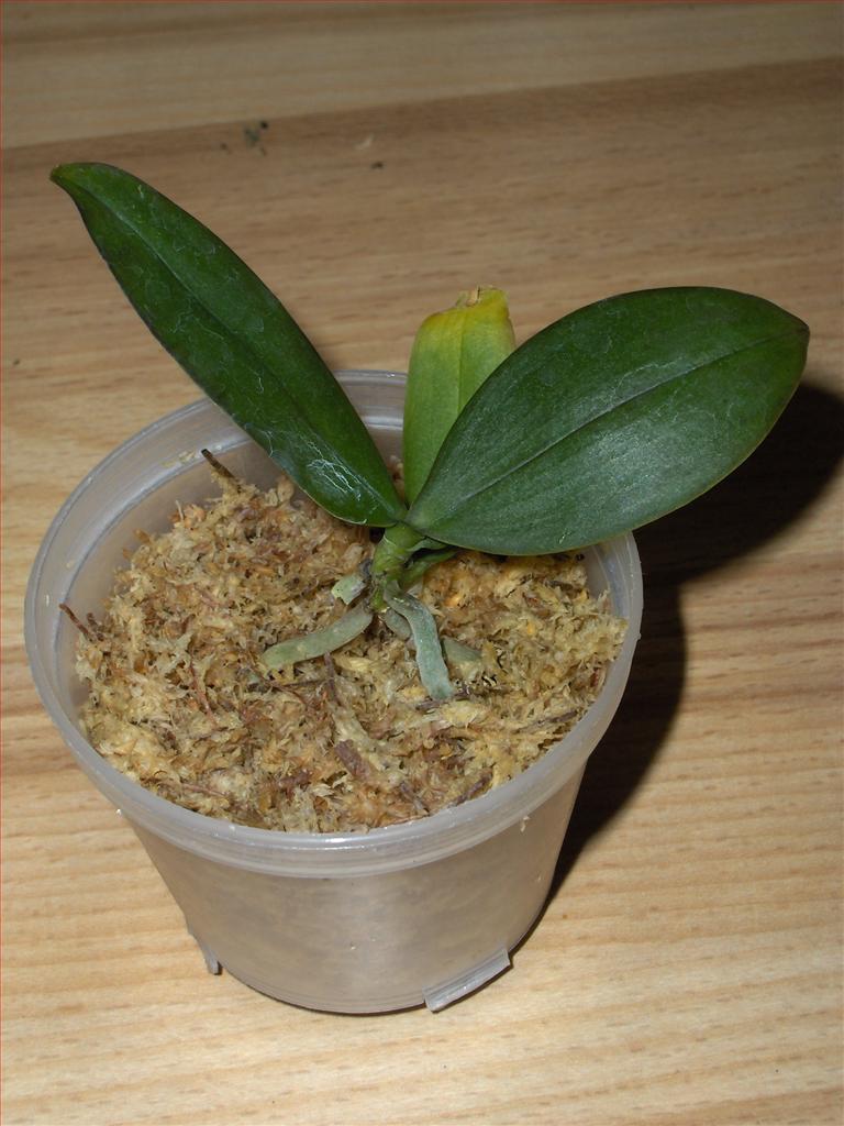 как размножаются орхидеи фаленопсис в домашних условиях