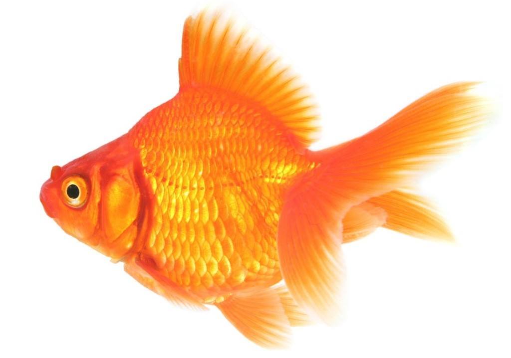 Золотая рыбка разновидности содержание