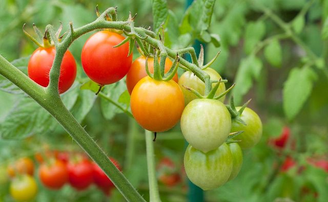 как подвязывать помидоры в открытом грунте