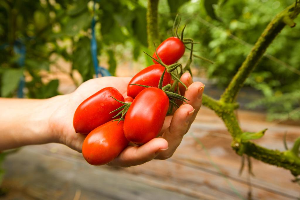 как сажать помидоры в открытый грунт