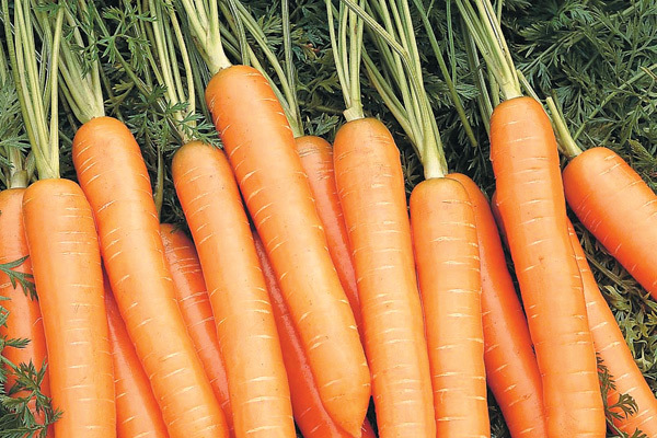 самые лучшие вида моркови для сохранения