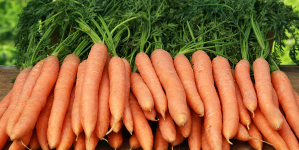 вида моркови постоянные к заболеваниям