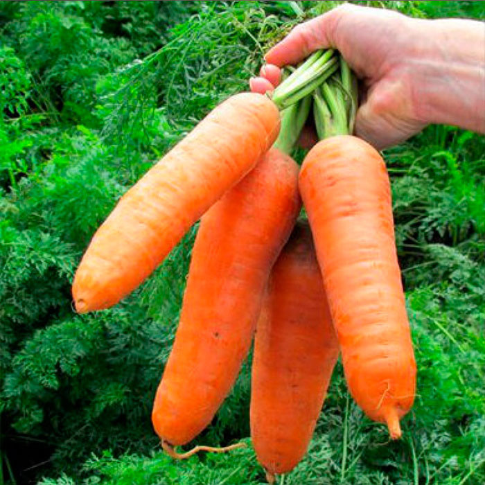 вида моркови постоянные к светло-оранжевой мухе
