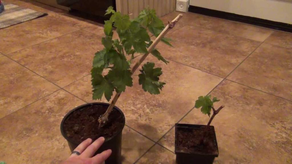 как правильно вырастить виноград из черенков