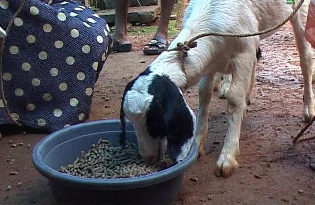  кормление новорожденных козлят 