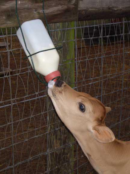 сухое молоко для животных цена 