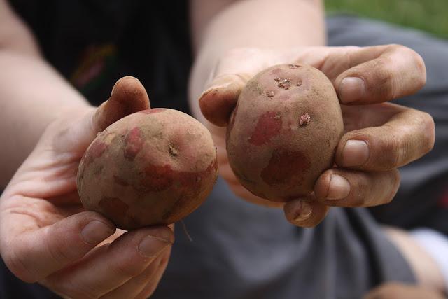 подготовка земли к посадке картофеля 