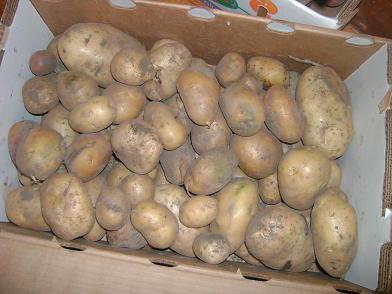 подготовка клубней картофеля к посадке 